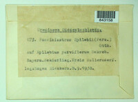 Pucciniastrum epilobii image